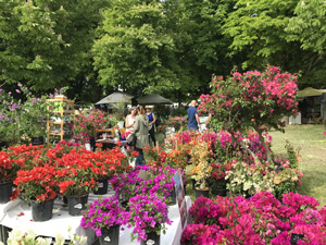 Stand Tijardin avec ses Bougainvilliers